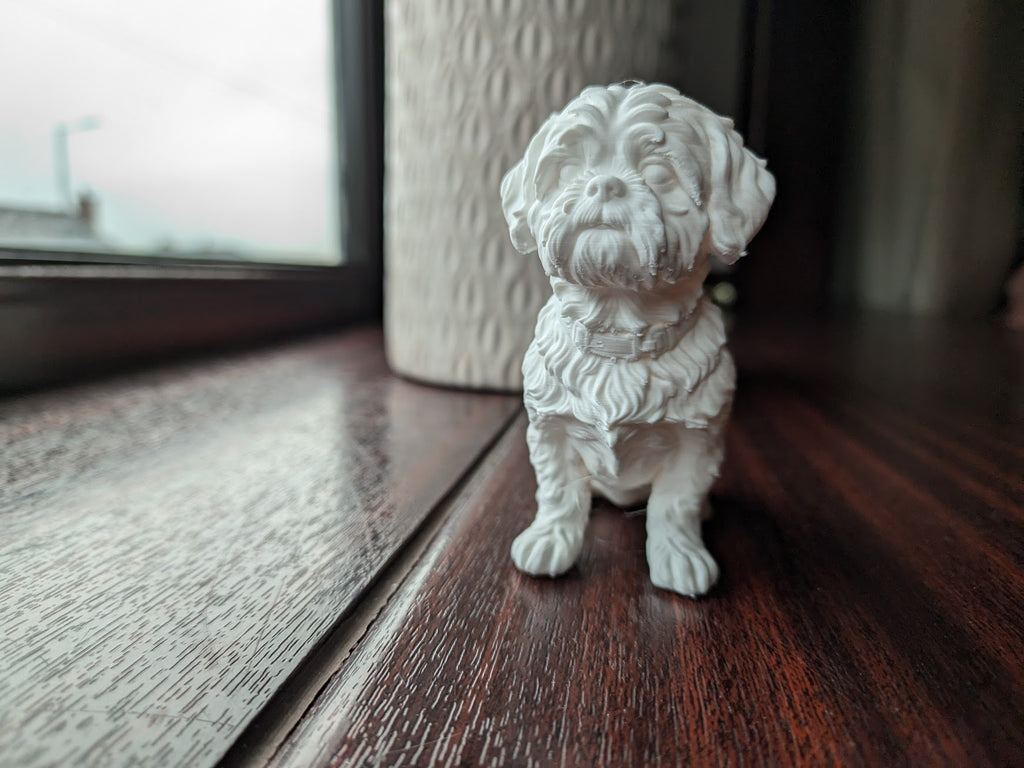 Shih Tzu Dog