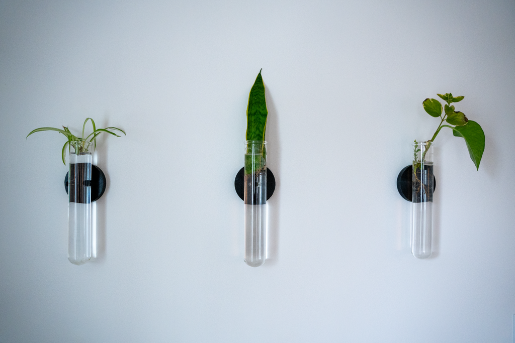 Propagation Test Tube Plant Wall Mount