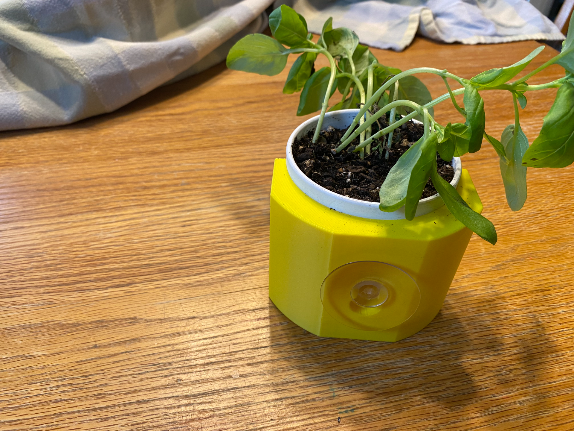 Window Herb Planter for Square Corcelain Cups