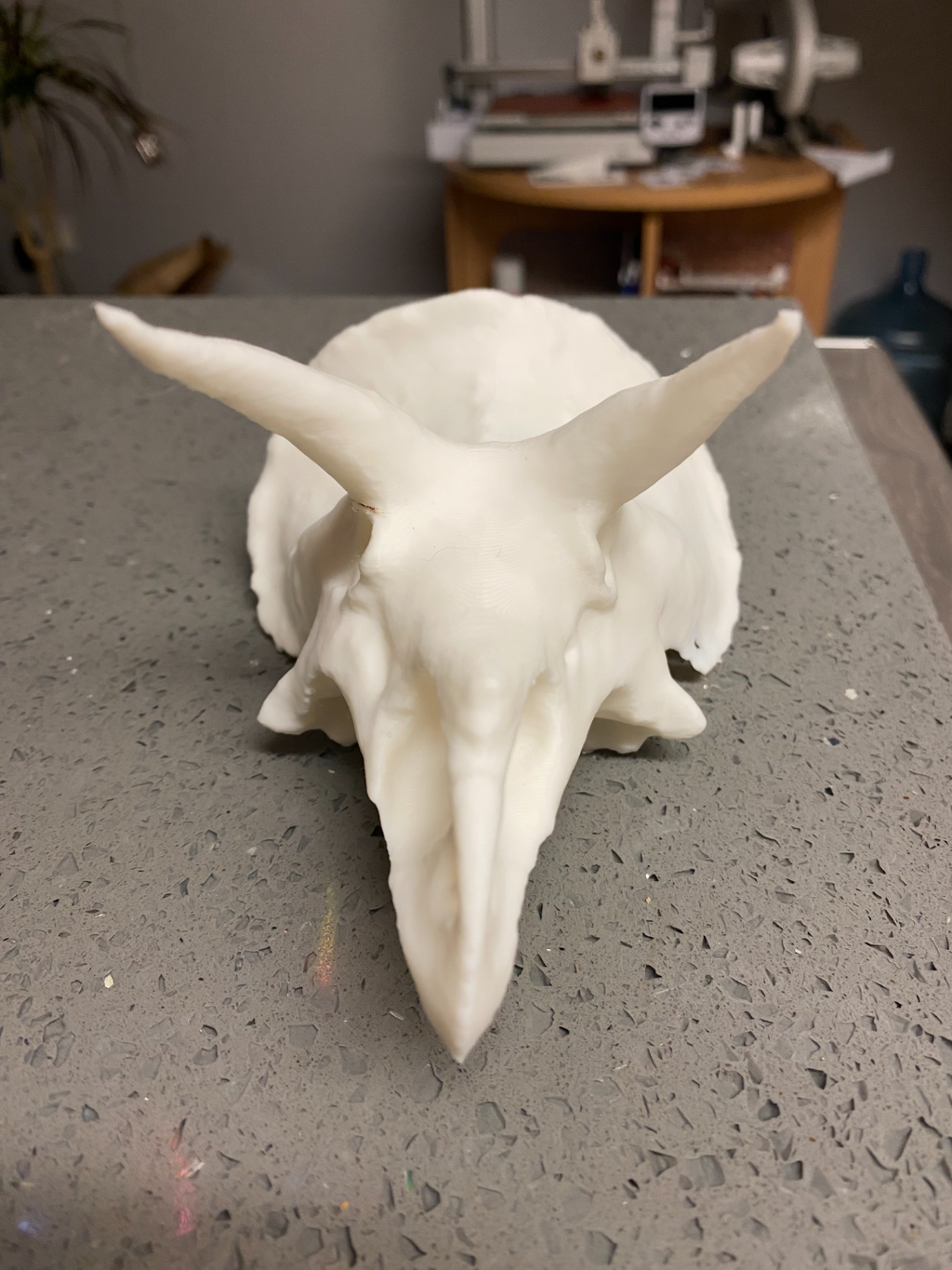 dinosaur skull- triceratops
