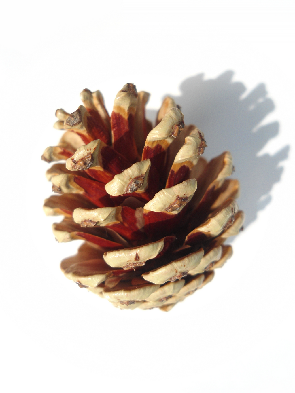 Pine Cone Lithophane - 3D Wall Art or Ornament