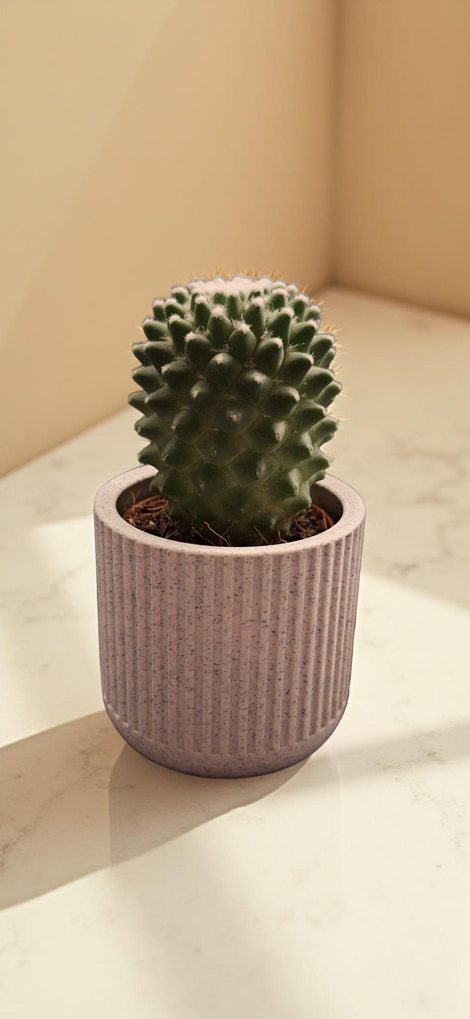 ribbed succulent planter