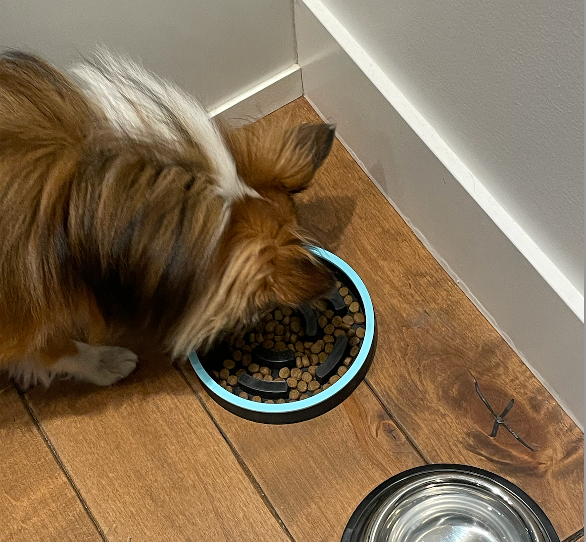 Enrichment / slow feed bowl