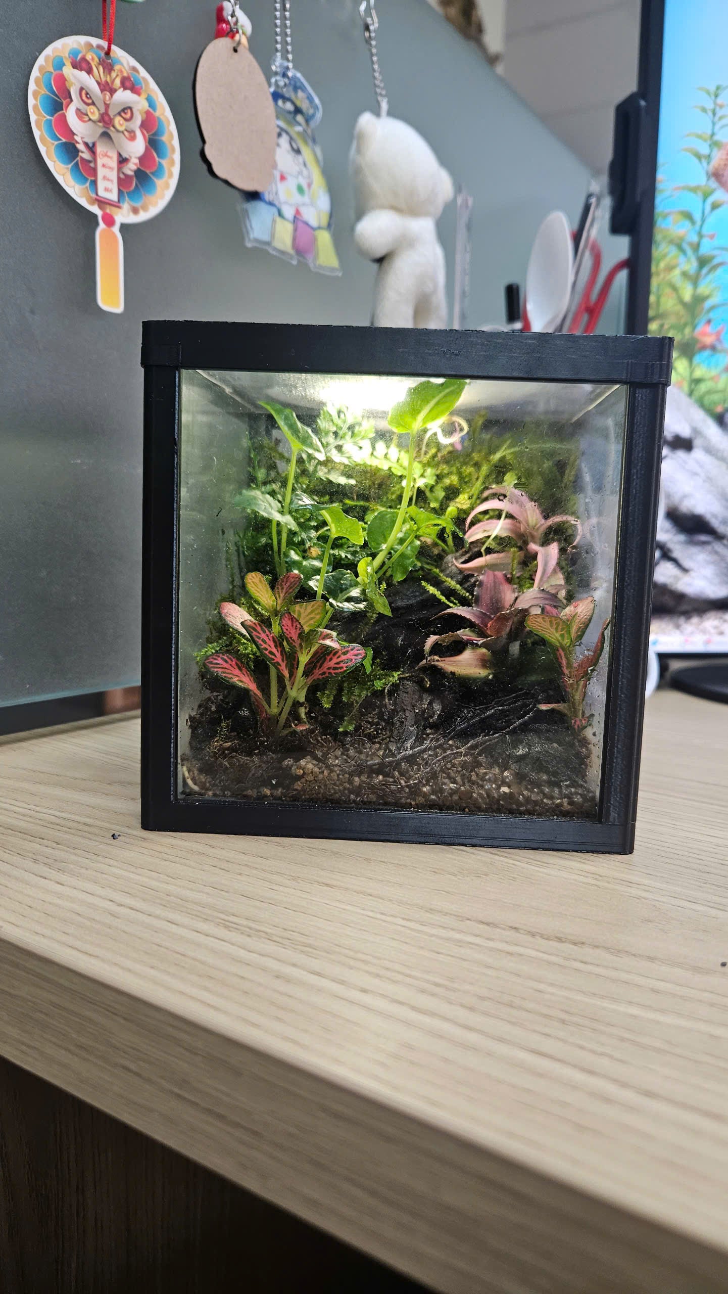 Terarium 12 x12 x12