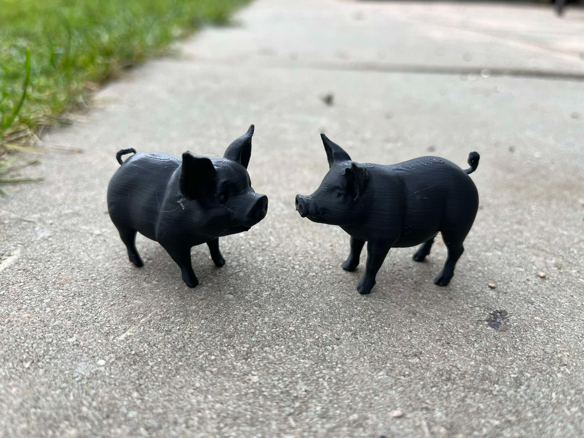 Cute little pigs on the farm
