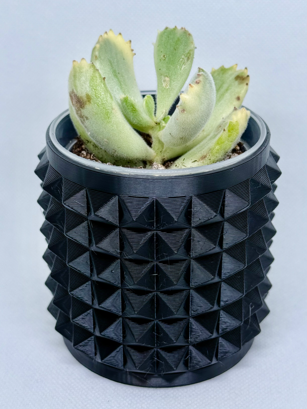 Spiky Planter