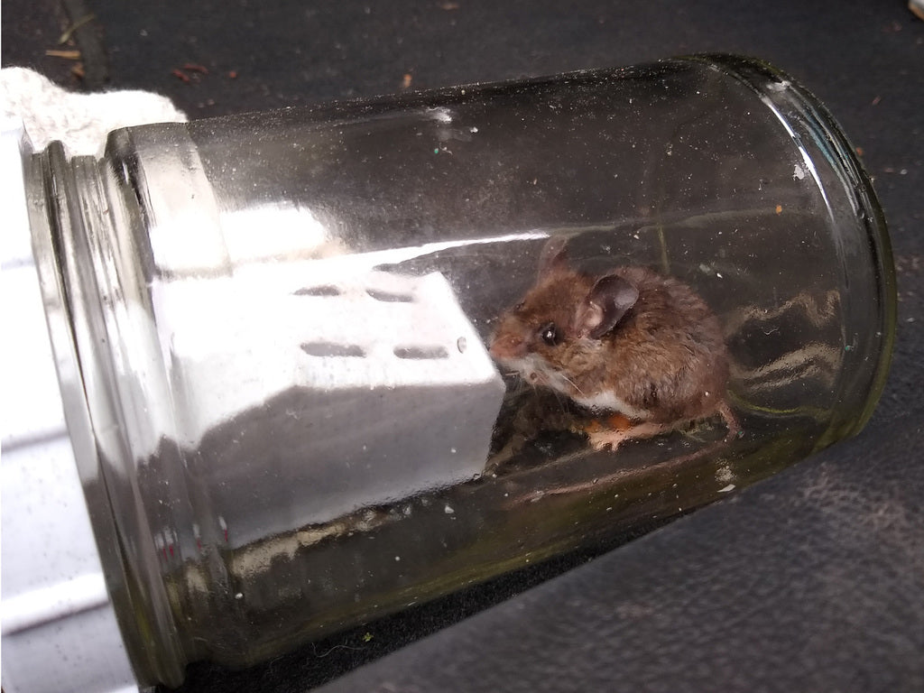 Multi-Mouse Jar Trap (v.3)