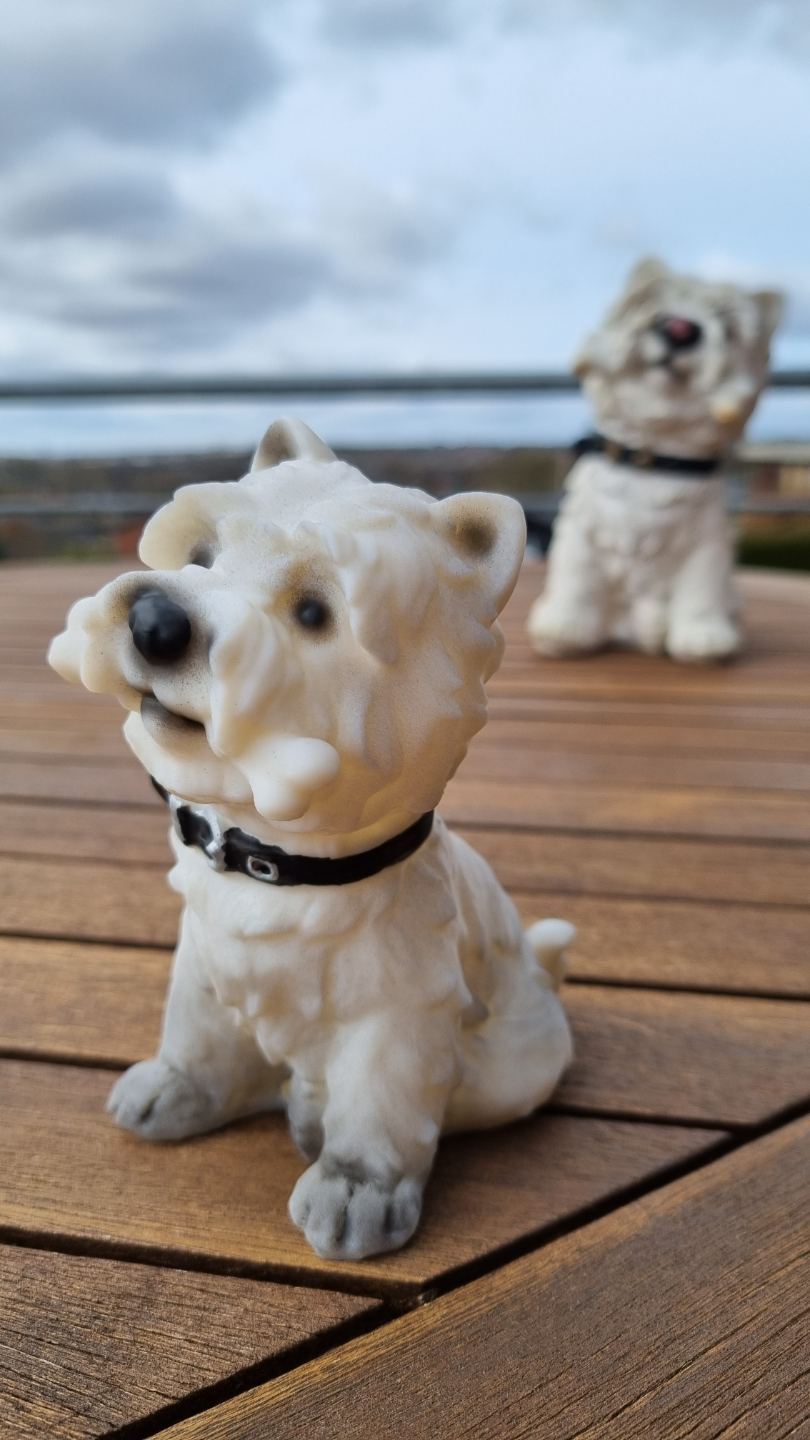 Dog with bone