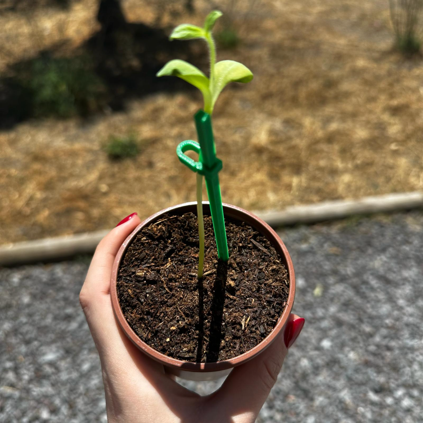 Sunflower adjustable support sticks