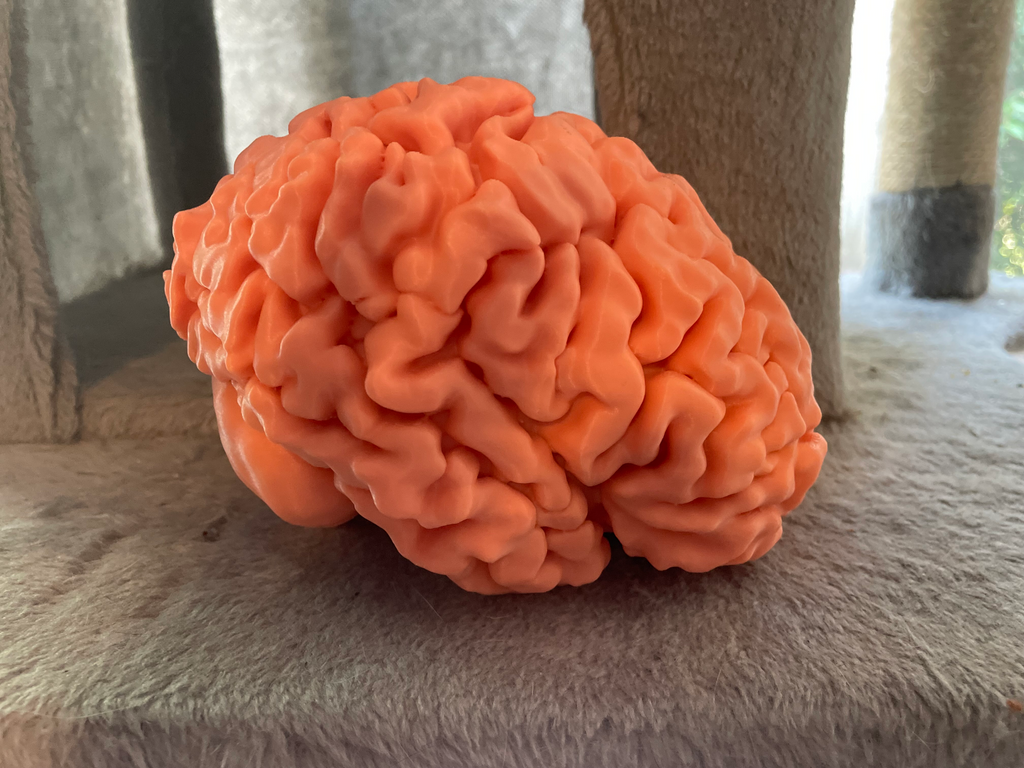3D printable full-sized brain