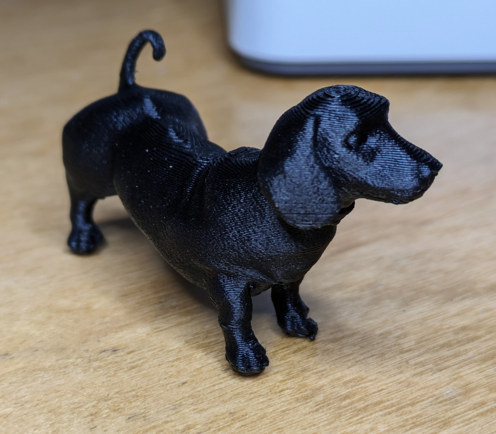 Dachshund