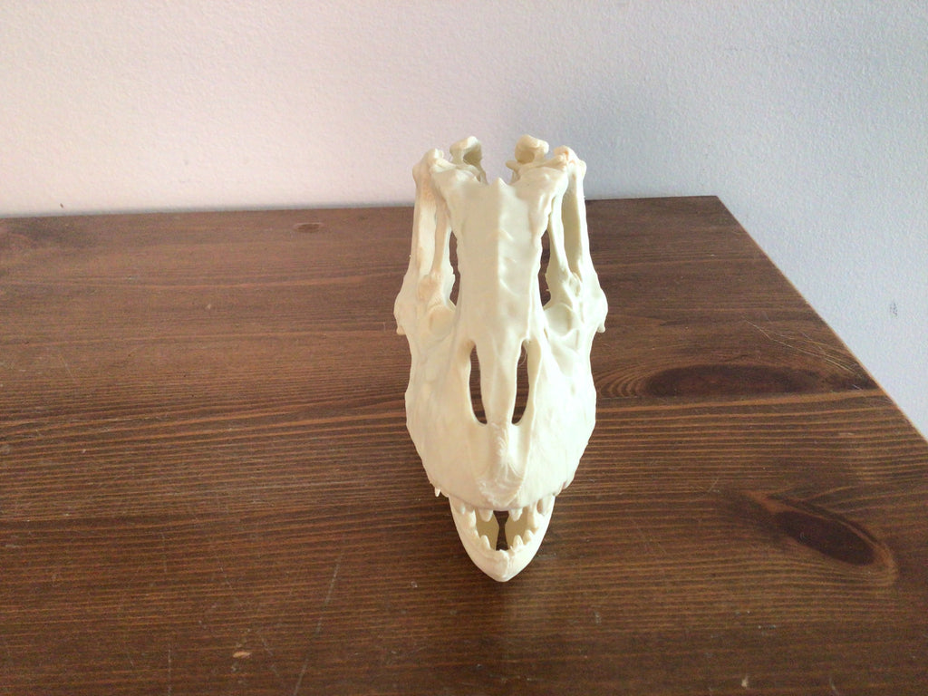 Albertasaurus skull