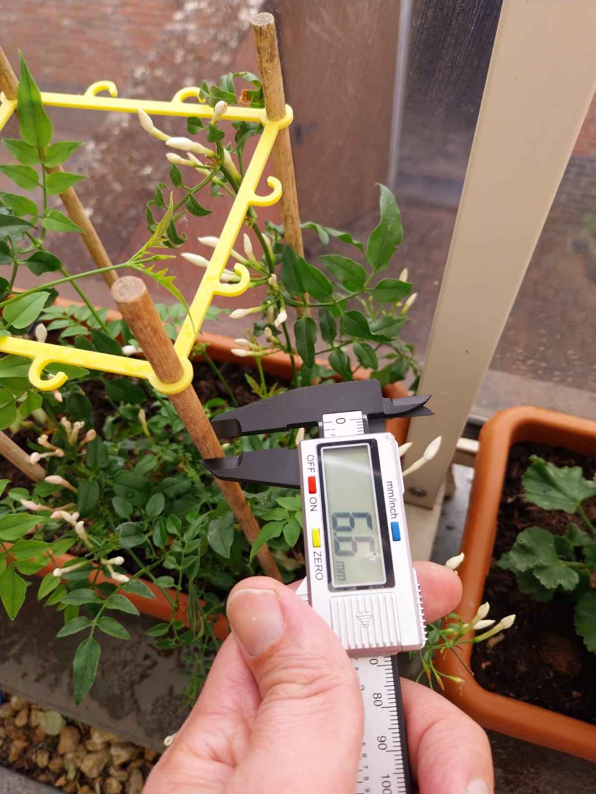 climbing plant