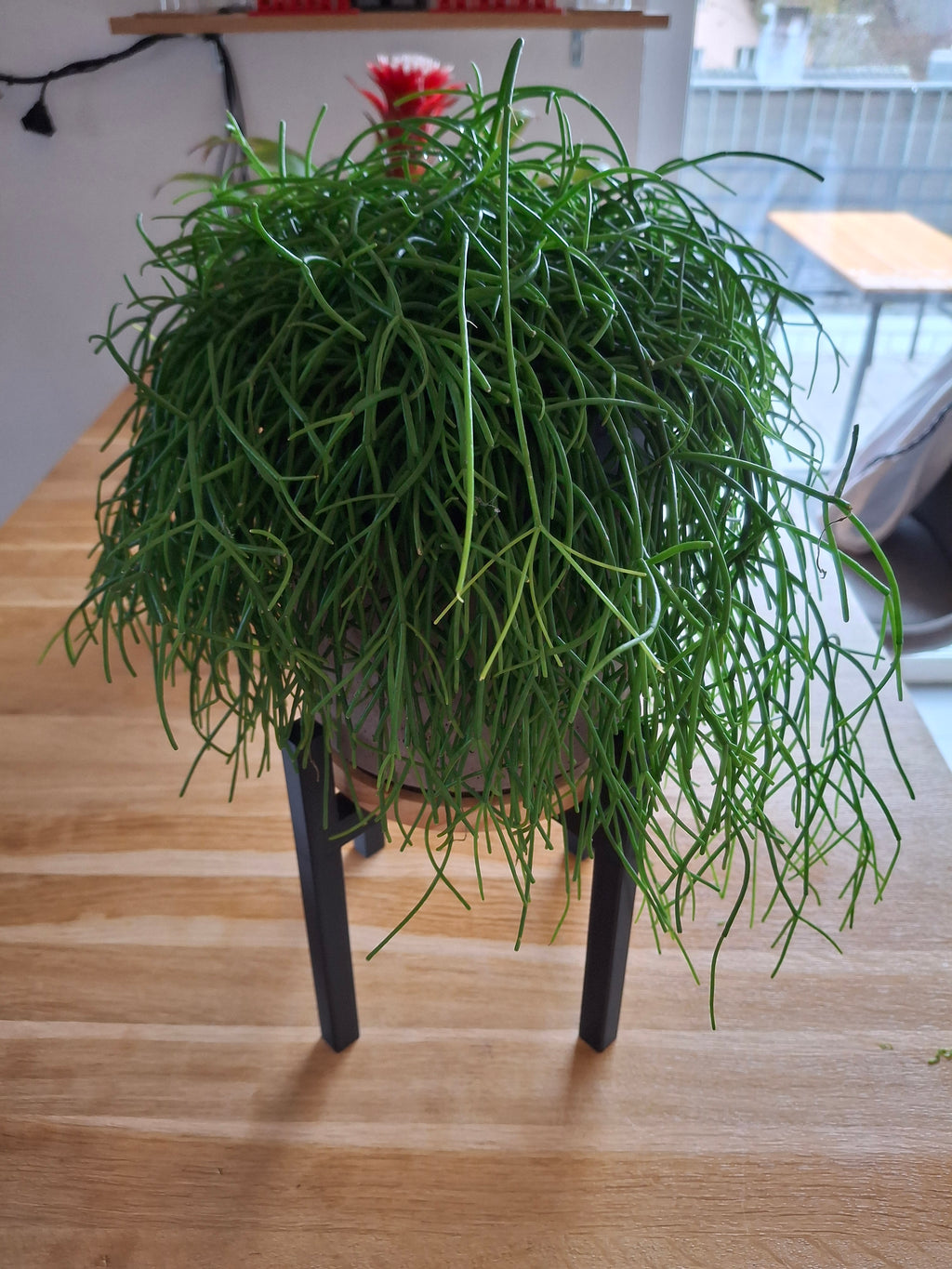 plant stand
