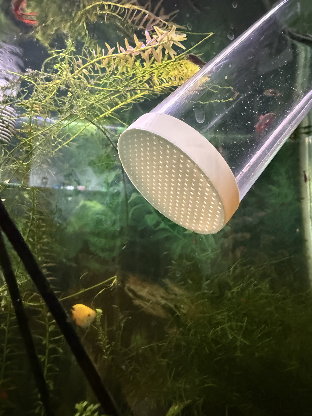 Python Water Change Cap for Shrimp