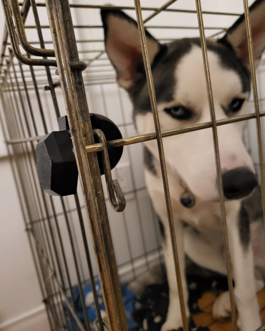 Dog crate secure lock