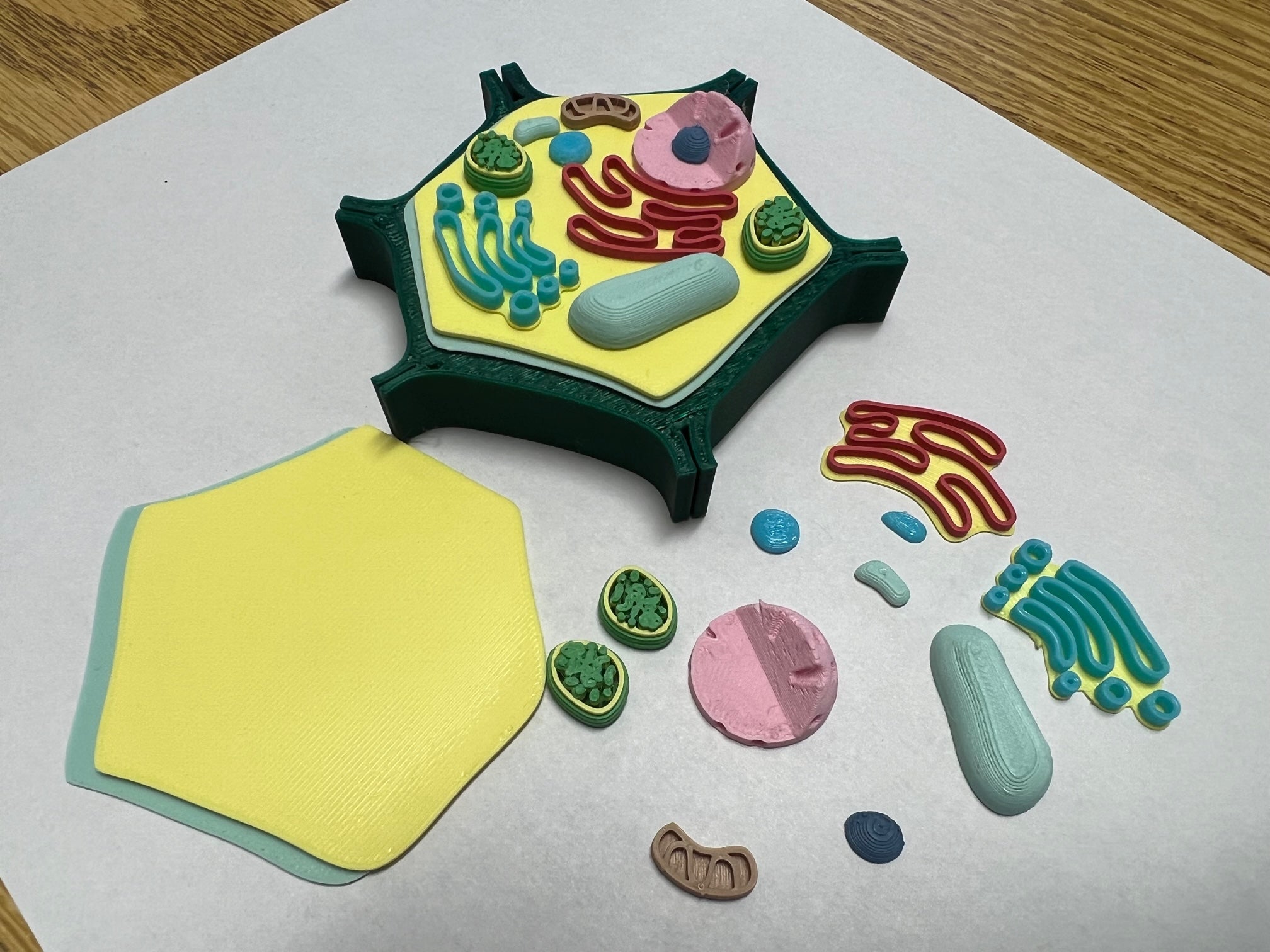 Small Plant Cell Model for Biology
