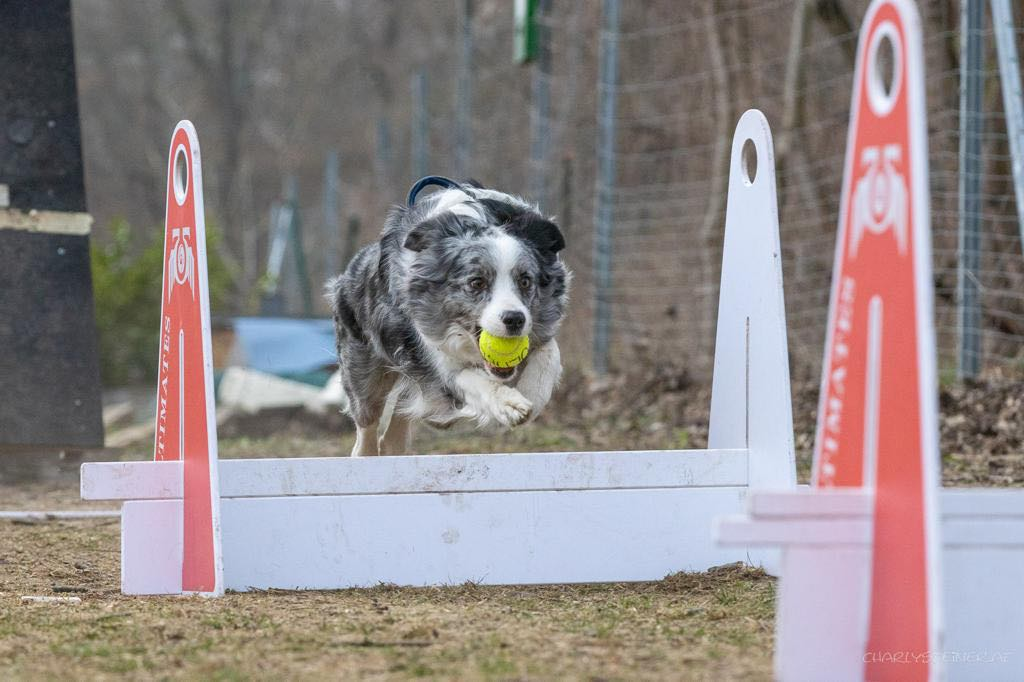 Flyball Obstacle