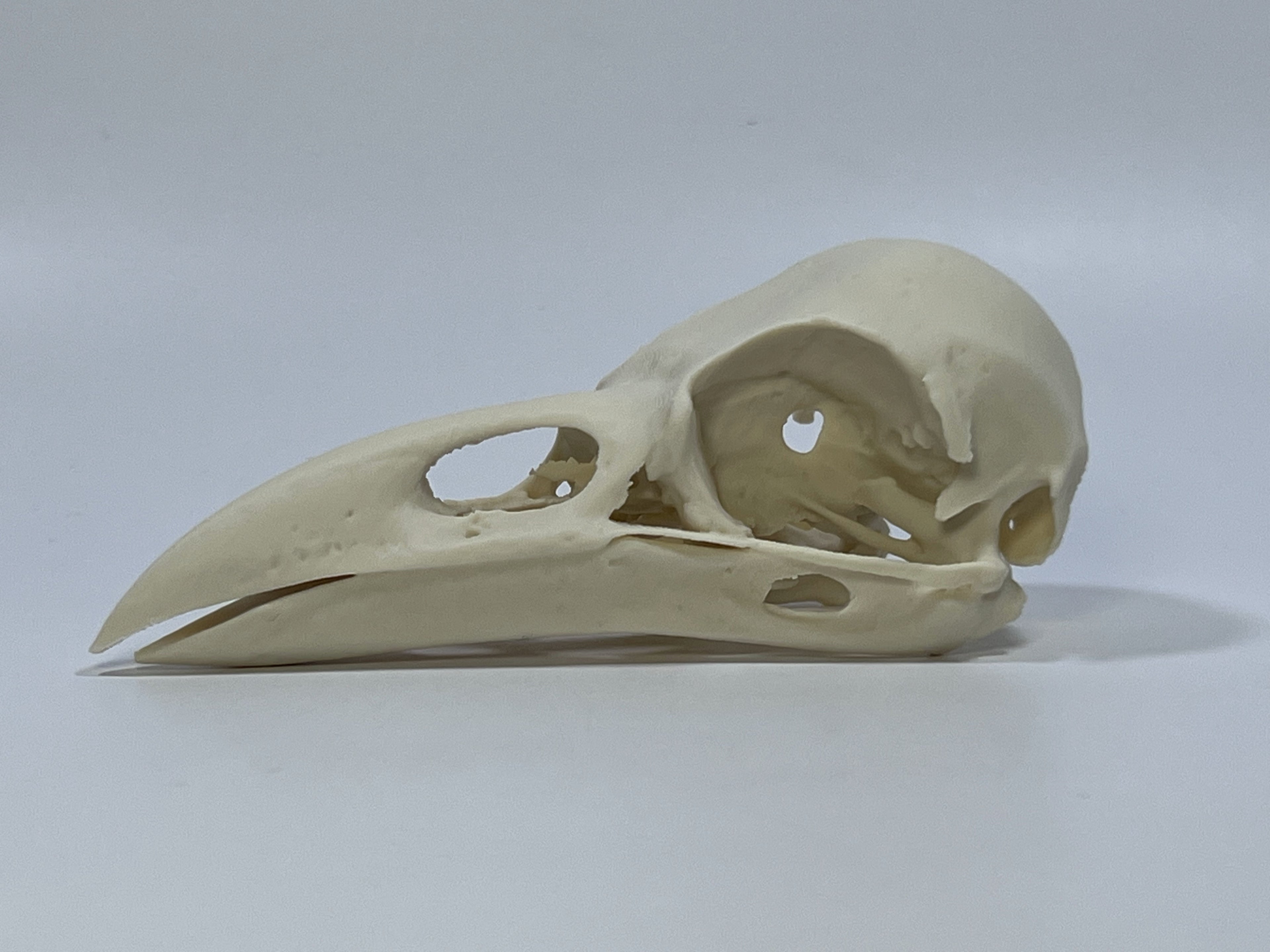 Raven Skull