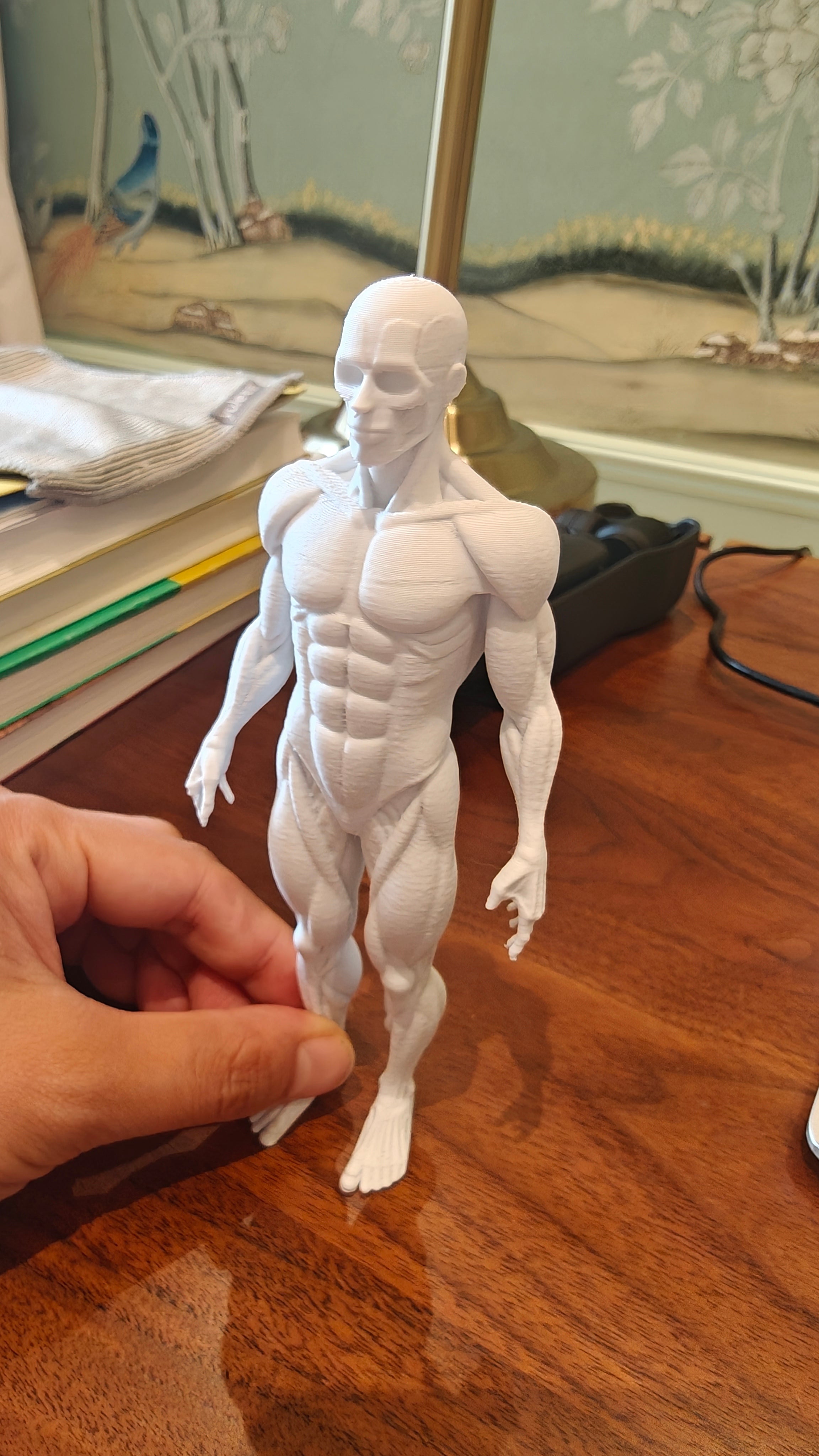 人体肌肉组织模型图