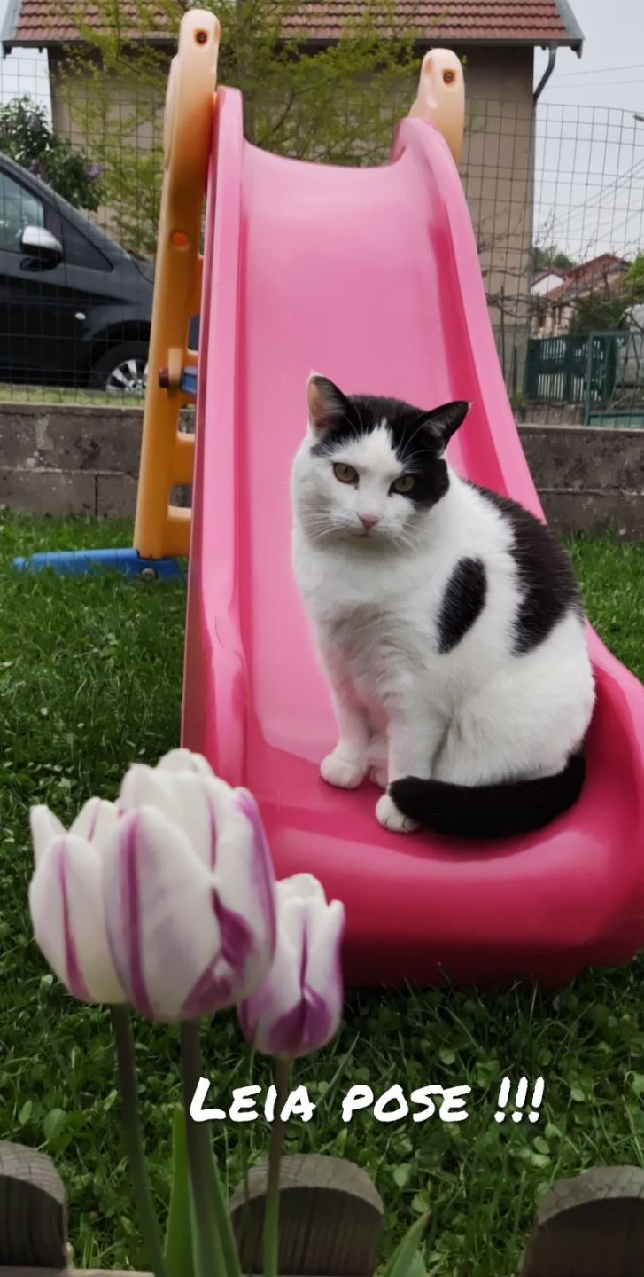 Le chat de ma fille