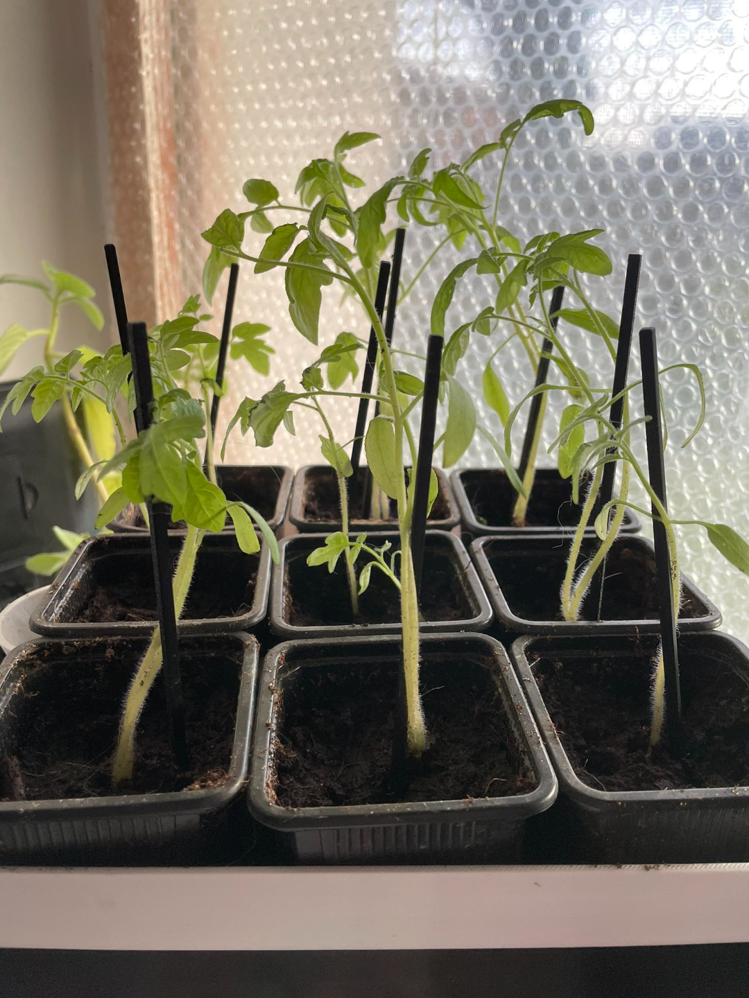Plant support