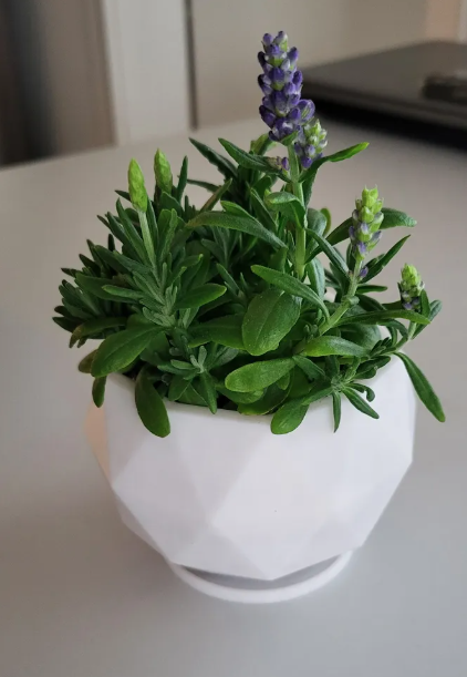 Poly Planter Pot