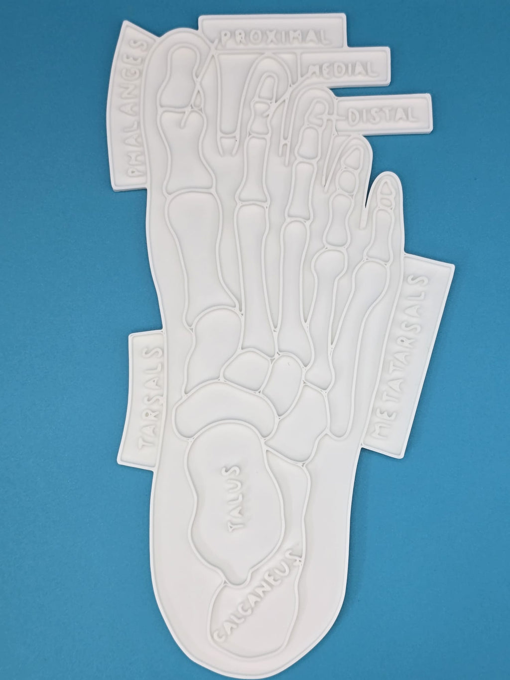 Foot Anatomy Skeleton Coloring Craft Education