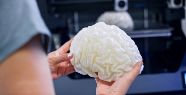 Brain