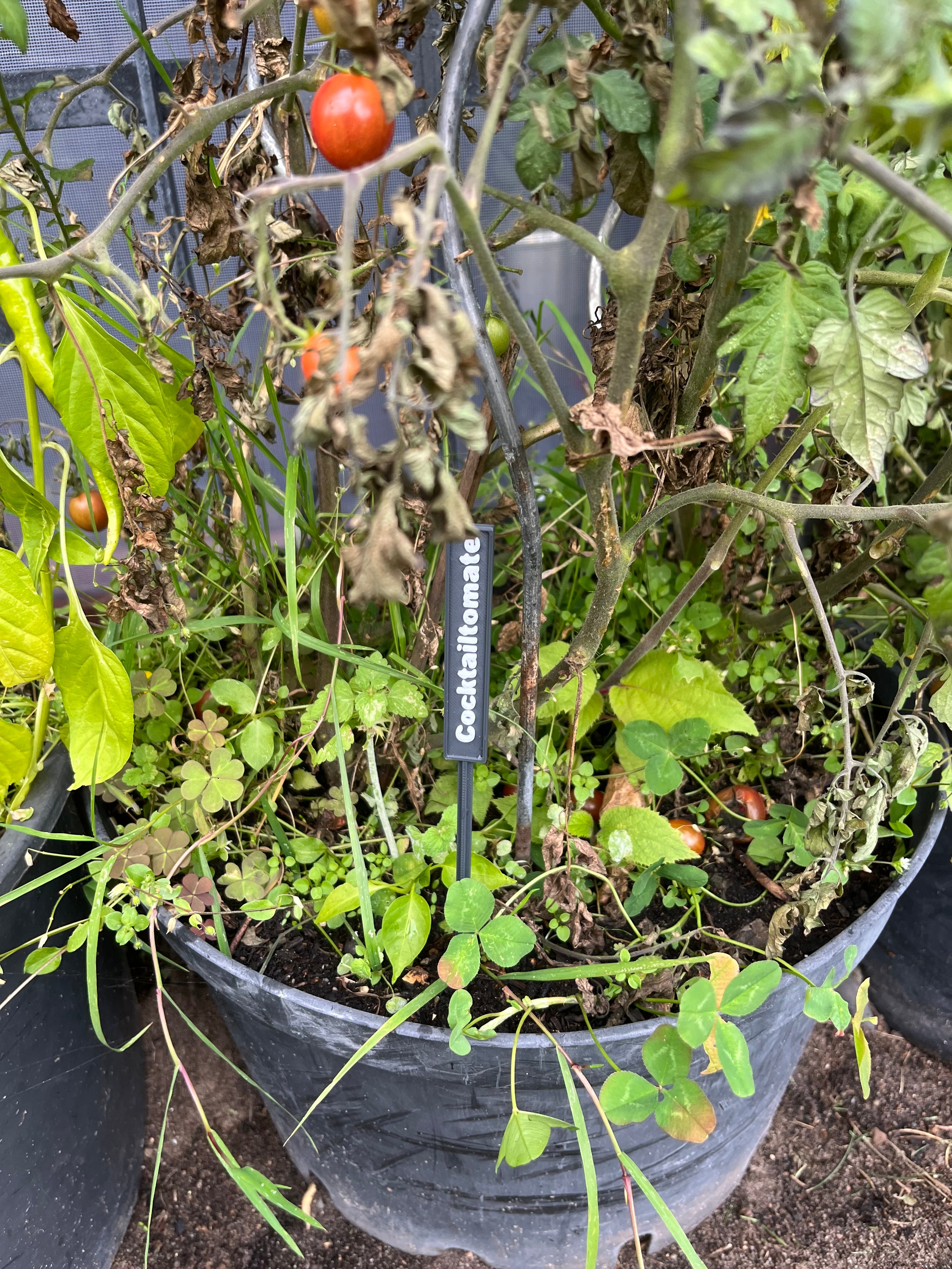 Pflanzenschild Cocktailtomate