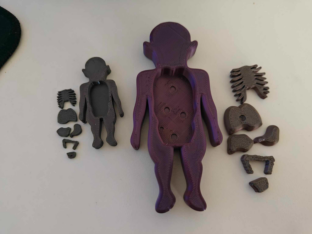 Simple anatomy puzzle