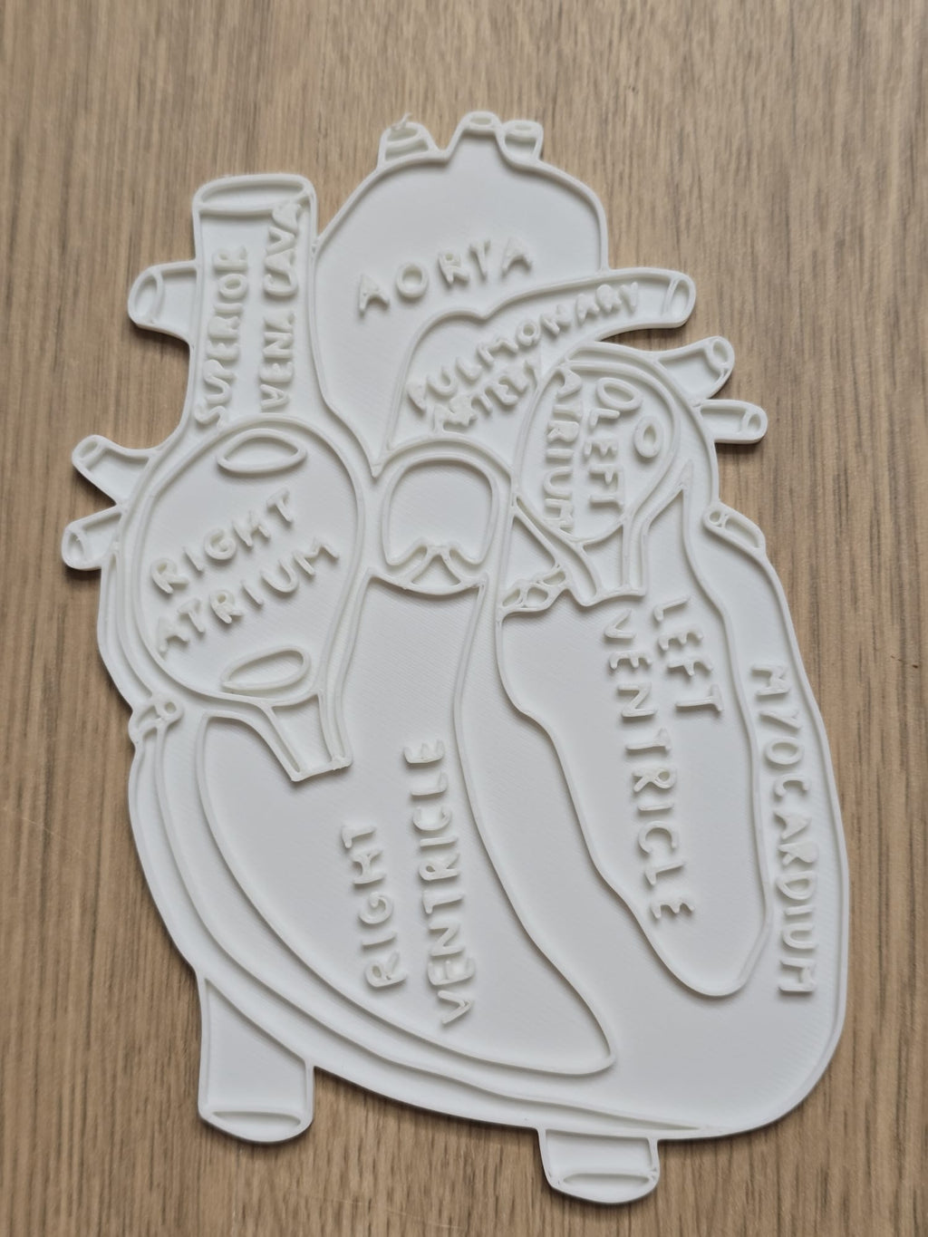Anatomy Heart Coloring Craft Education