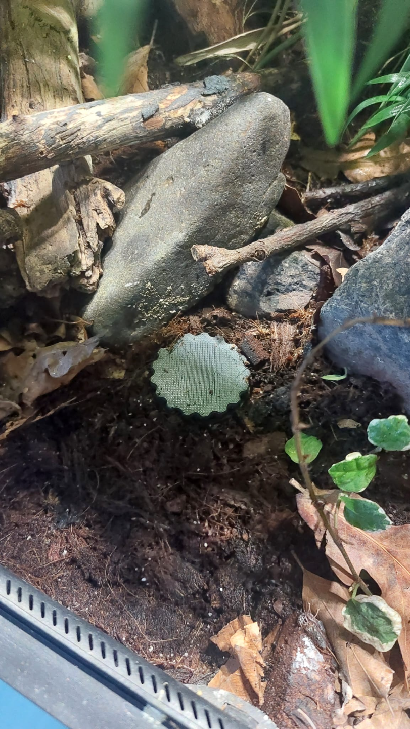 drain port for bioactive terrarium
