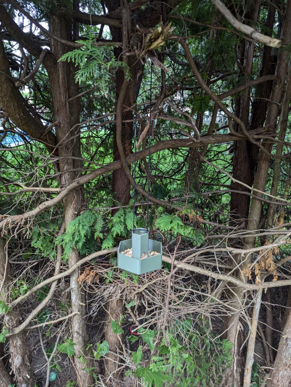 Bird Feeder