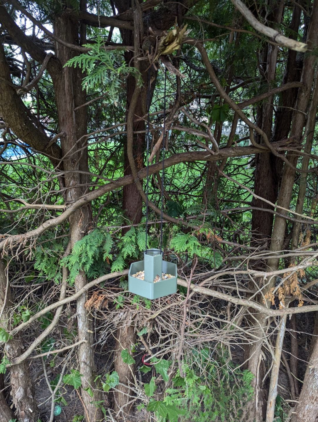 Bird Feeder