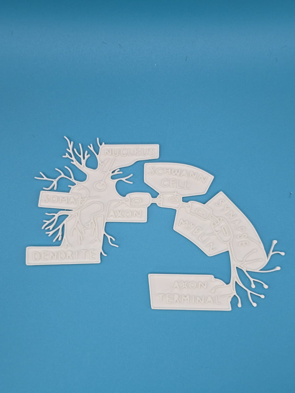 Neuron Synapse Anatomy Coloring Craft Education