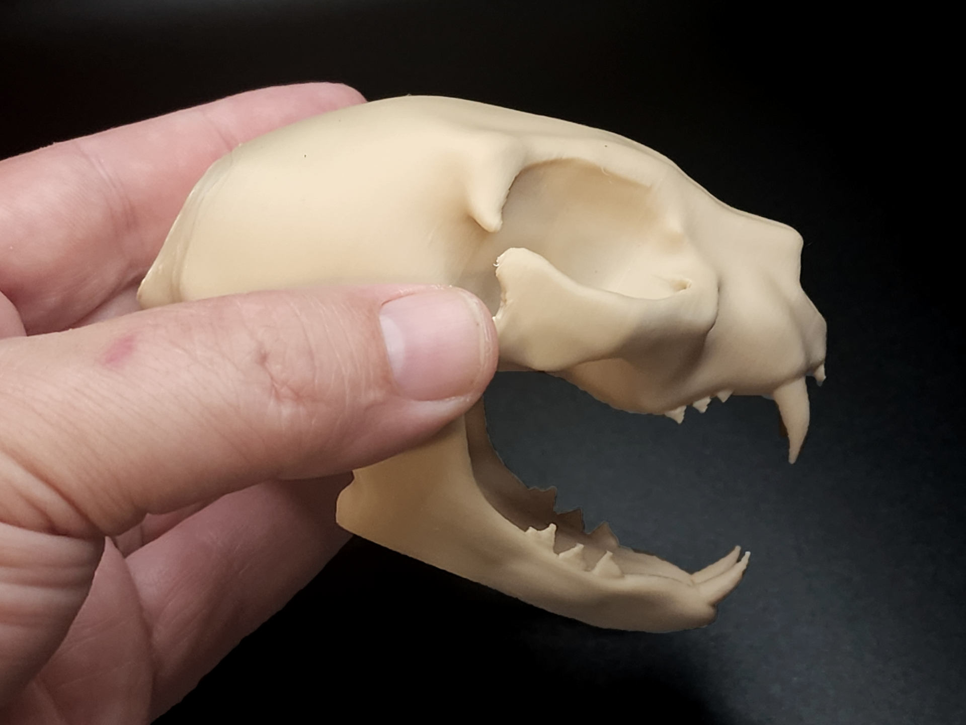 Cat Skull - Easy(ish) Print