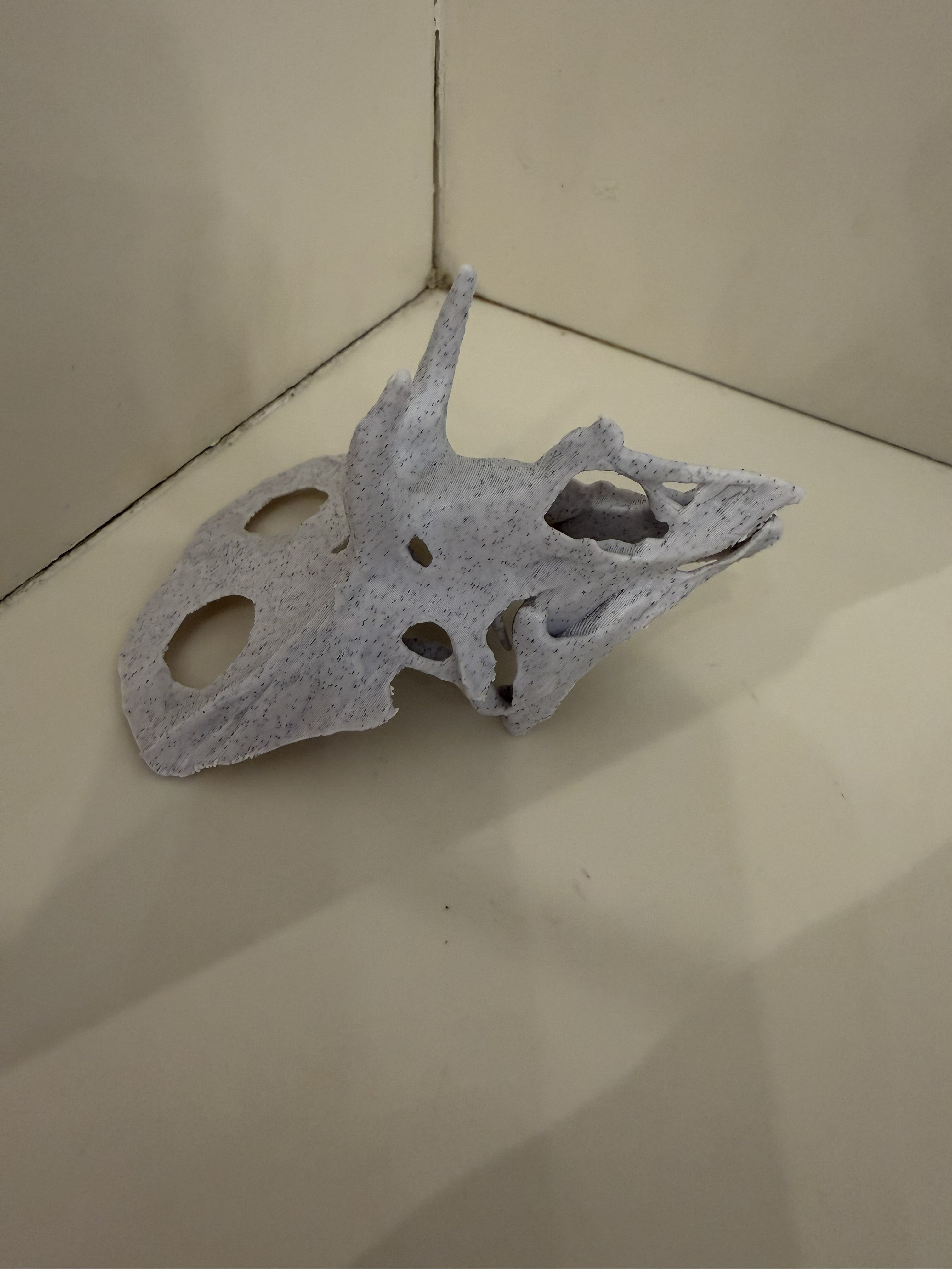Torosaurus Skull
