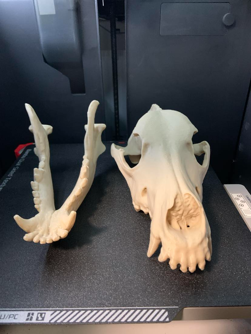 German Shepherd Dog Skull
