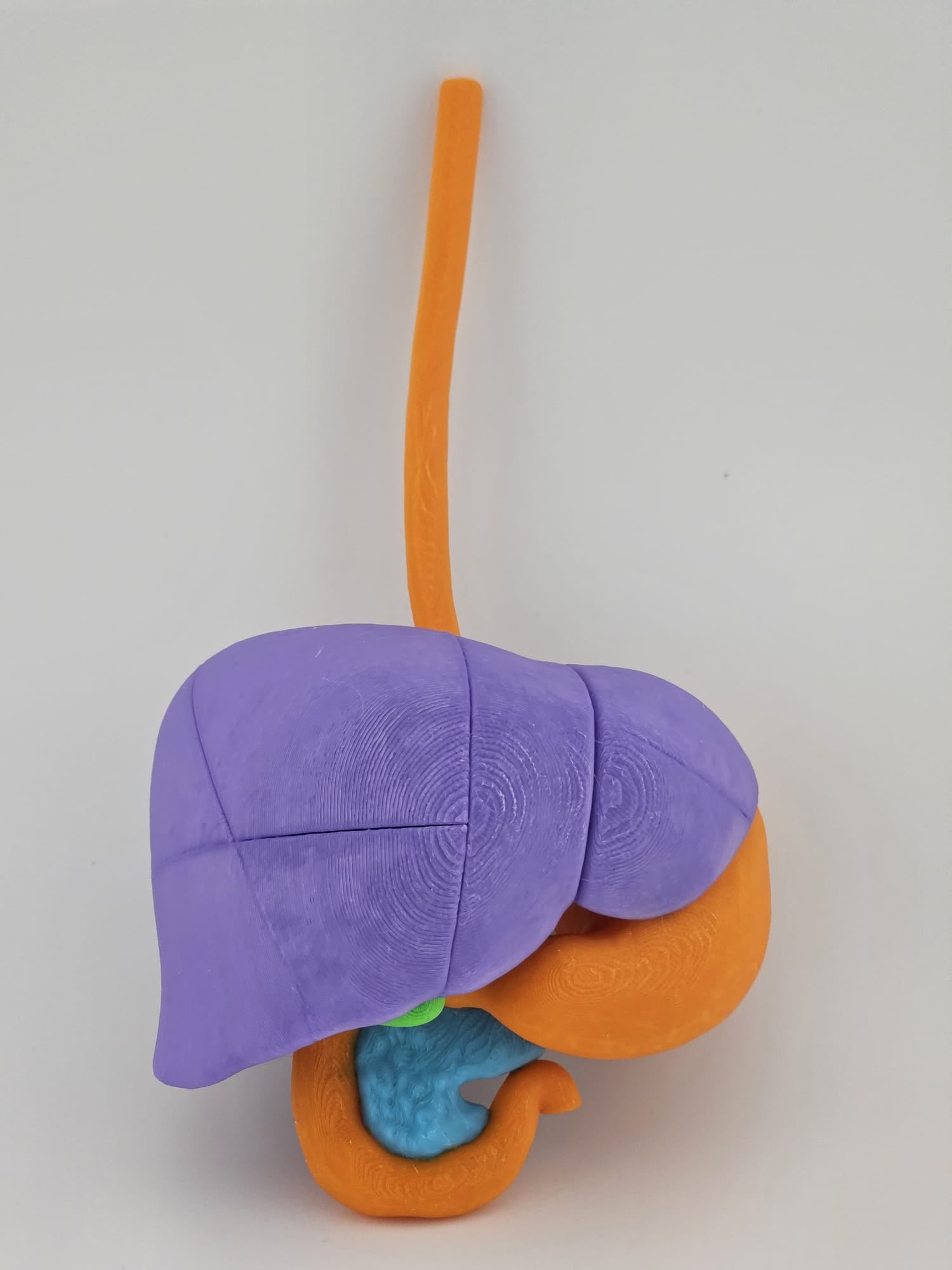4-Color Anatomy: Upper Gastrointestinal Tract