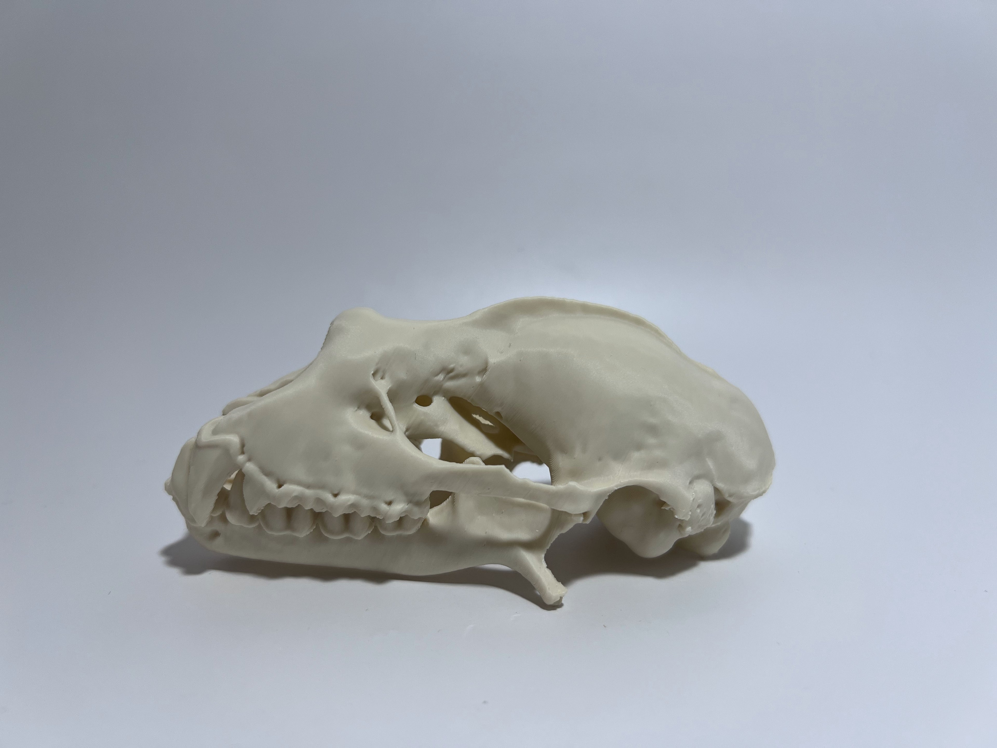 Greater Horseshoe Bat Cranium and Mandible 5X
