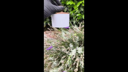 Rain Pot (Thumb Watering Can)