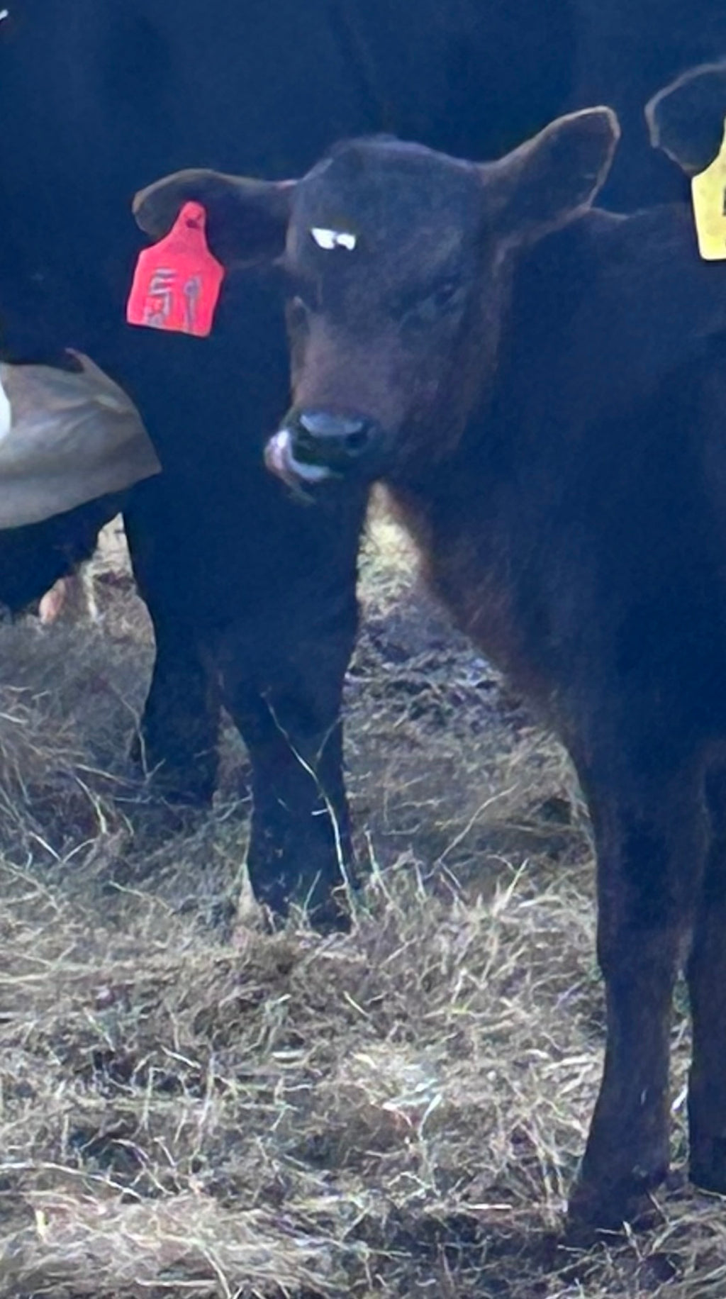 Cattle Ear Tag