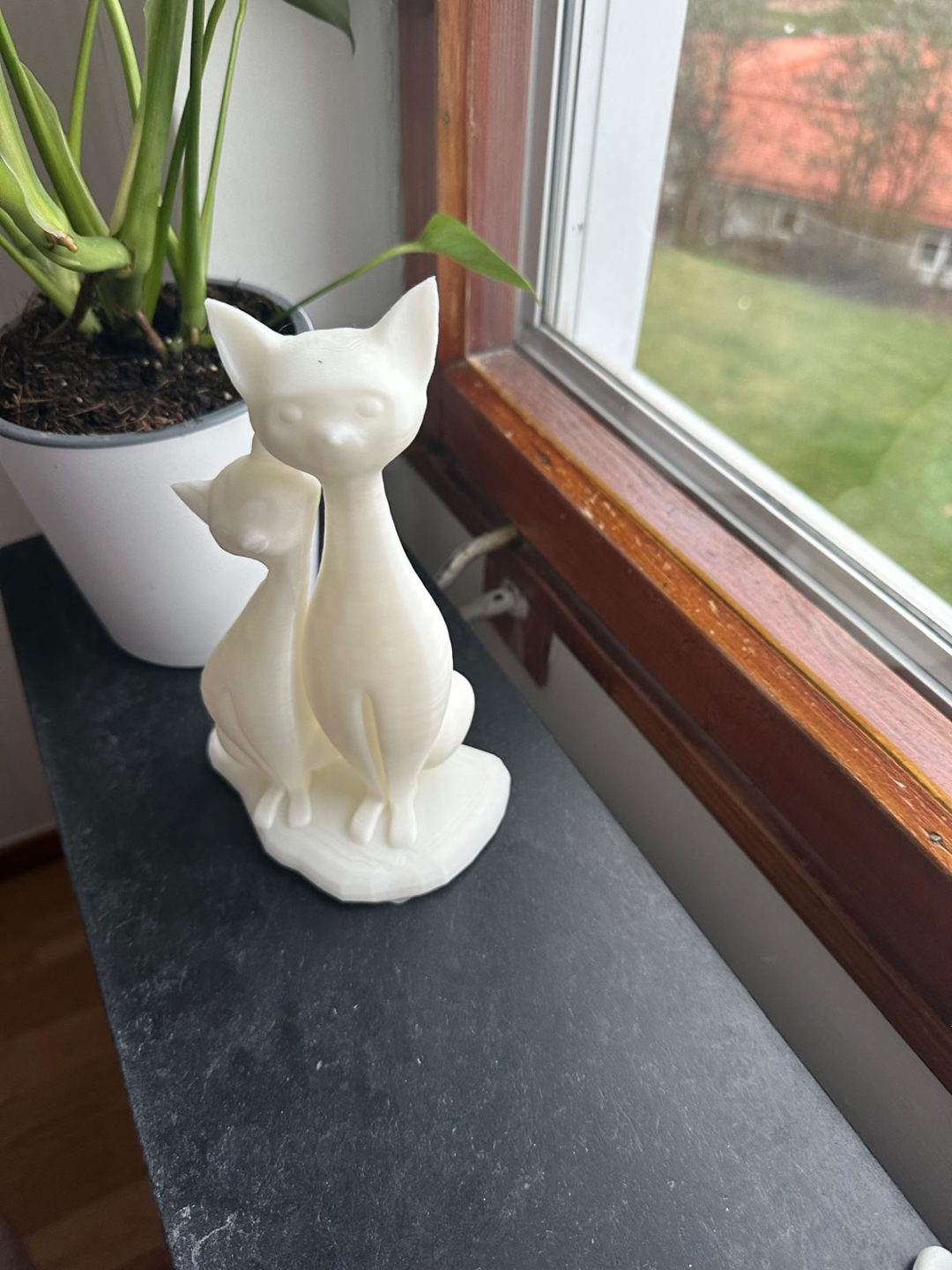 cat