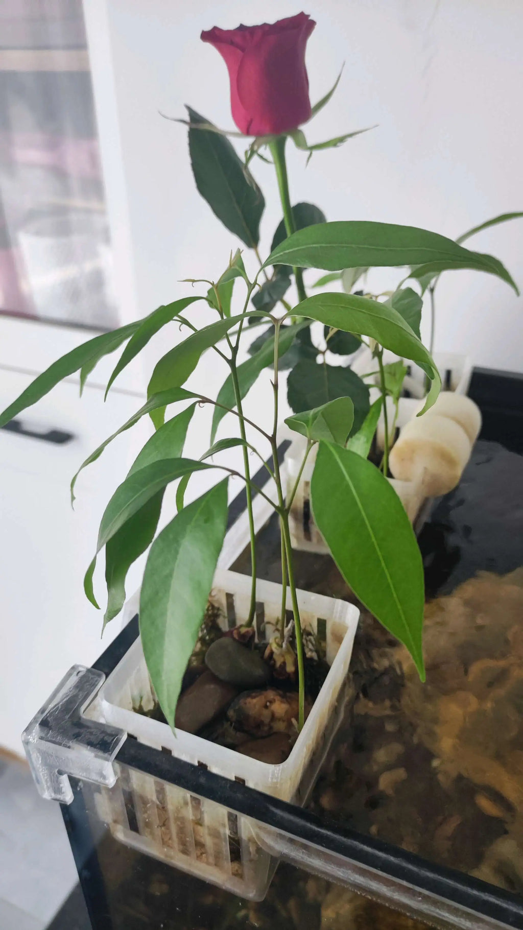 鱼缸水培挂篮（种红薯）