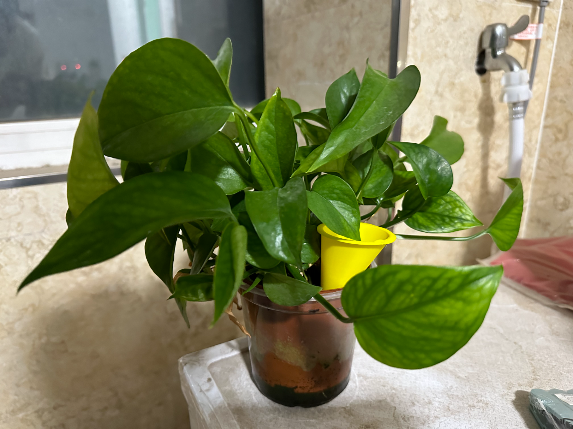 灌溉漏斗irrigate funnel