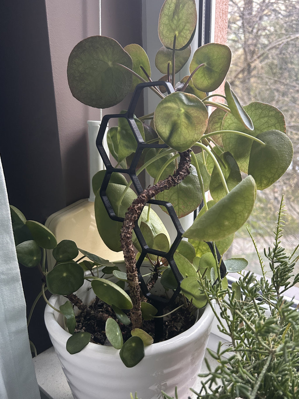 Fuzzy Plant Support / Trellis