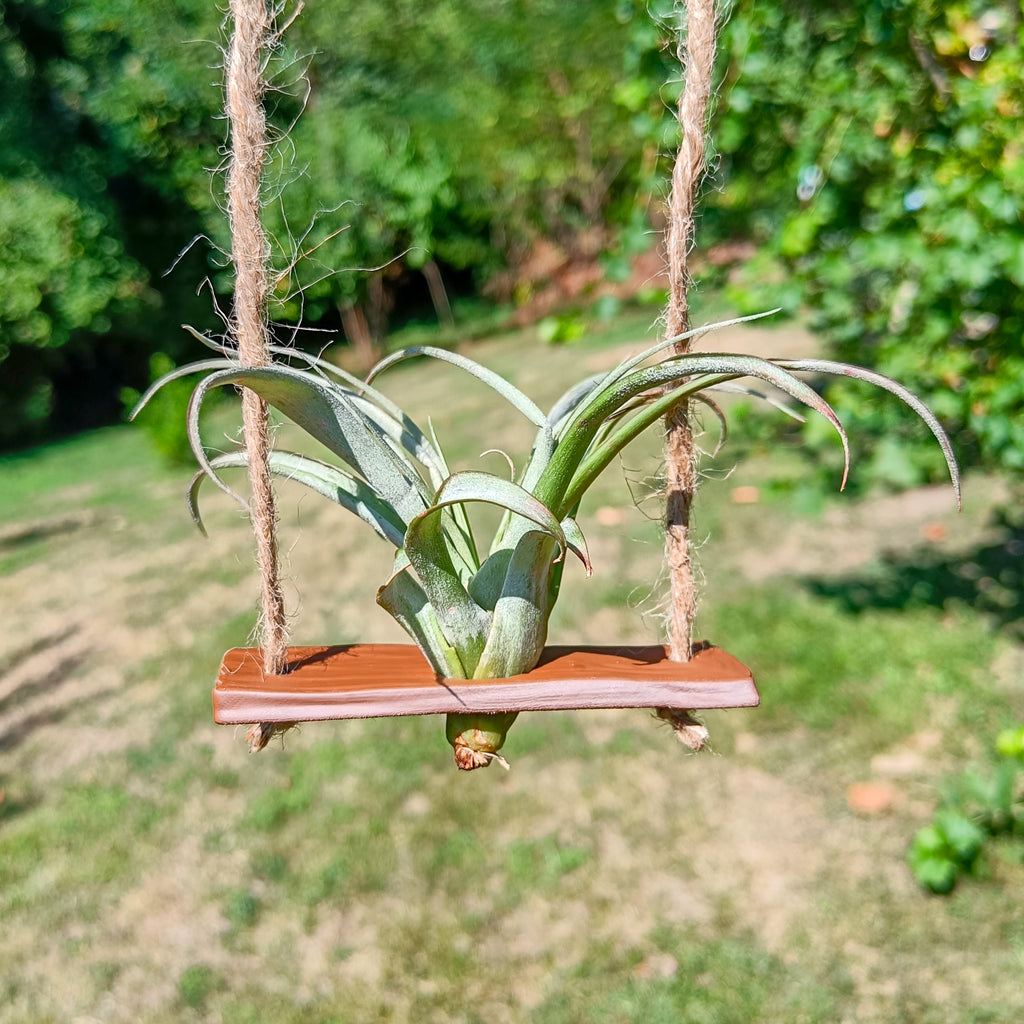 Air plant swing support