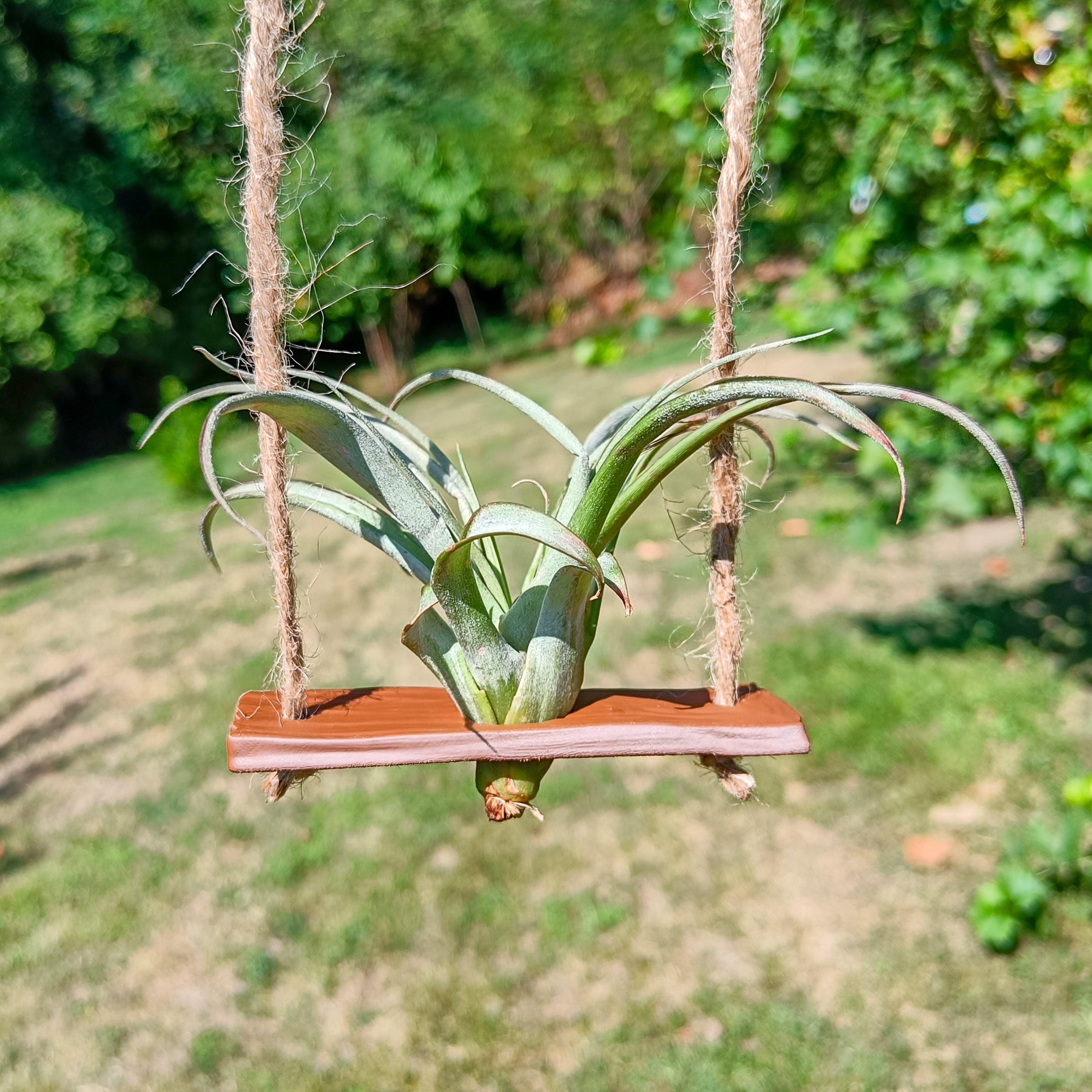 Air plant swing support