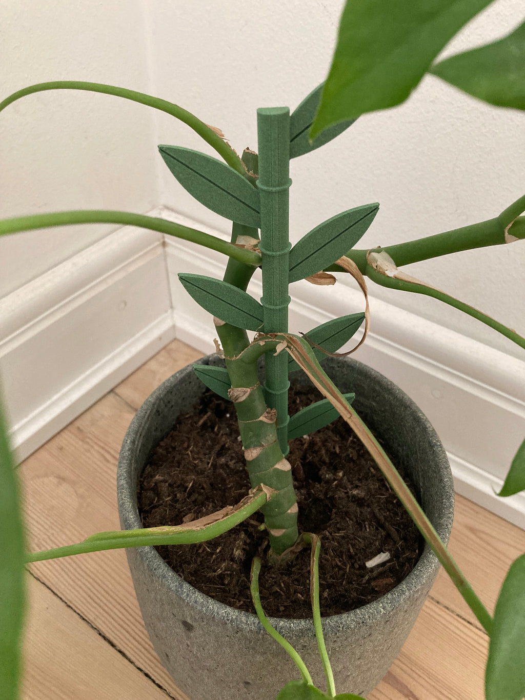 plant support